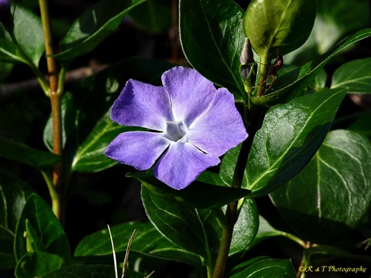{Vinca major}